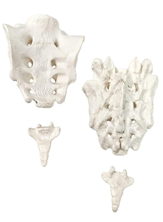 EVOTECH SCIENTIFIC Disarticulated Human Spine Model, Life Size 1-24 Spine Model with Sacrum and Coccyx with Intermediate Disc for Medical Educational Study Teaching Clinic Demonstration Tool - Image 3